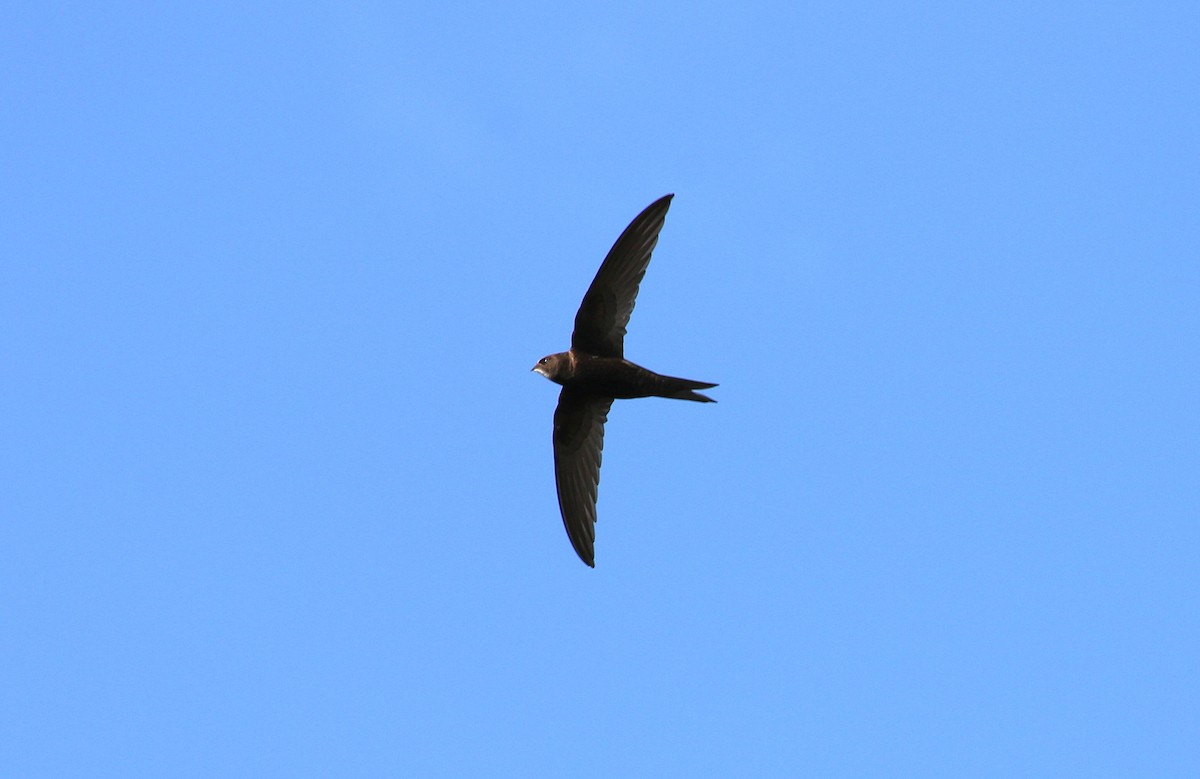 Common Swift - ML642382038