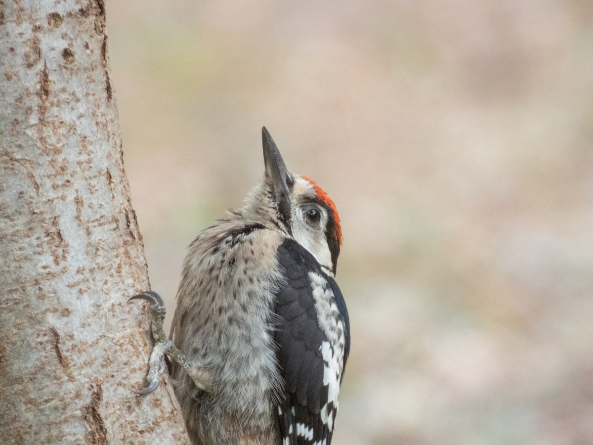 アカゲラ - ML642382039