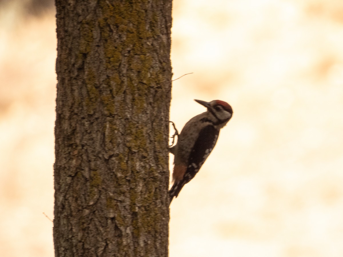 アカゲラ - ML642382040