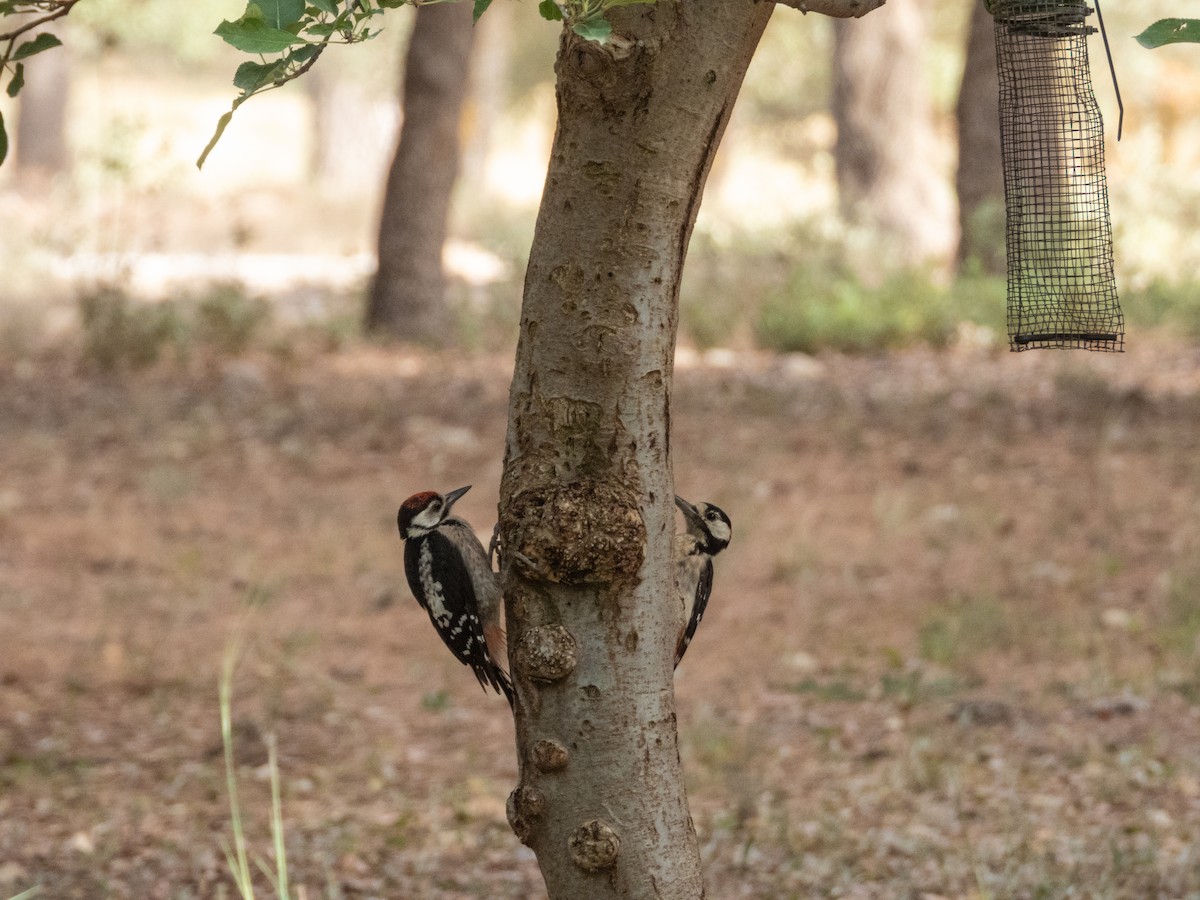 アカゲラ - ML642382044
