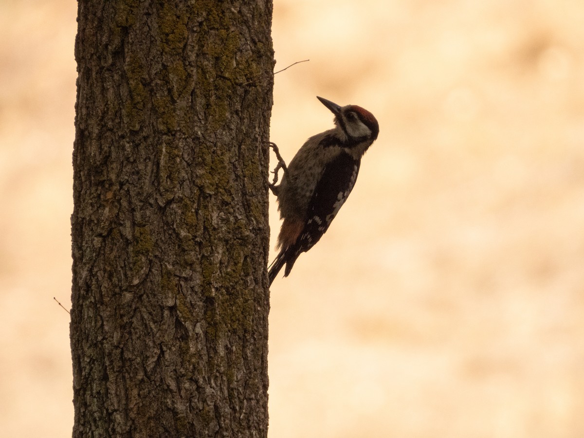 アカゲラ - ML642382046