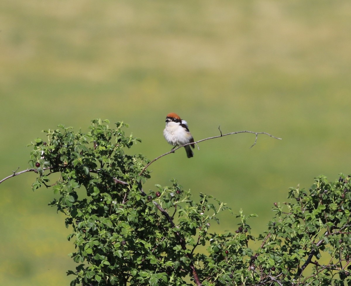 Woodchat Shrike - ML642382079