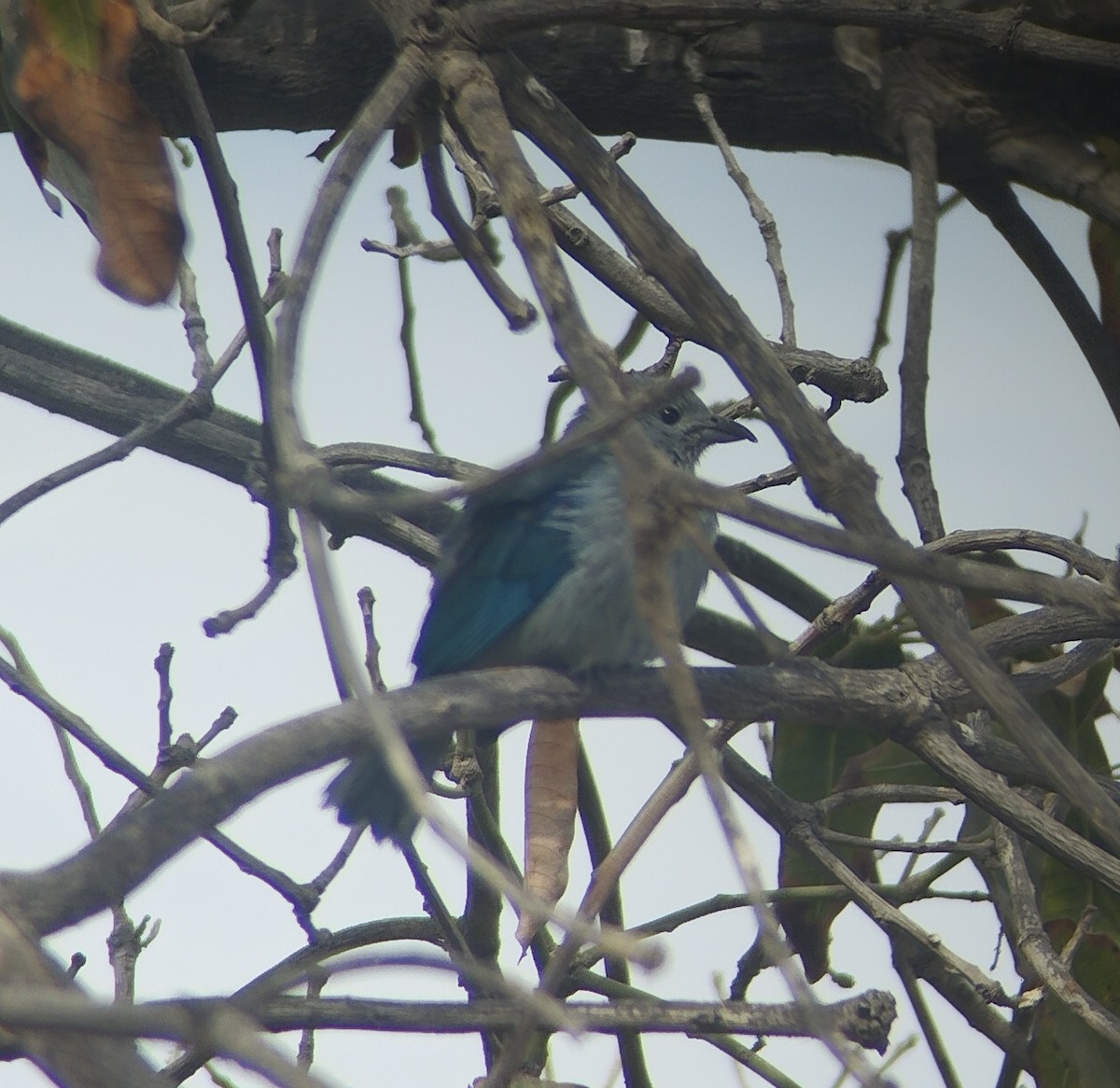 Blue-gray Tanager - ML642382086