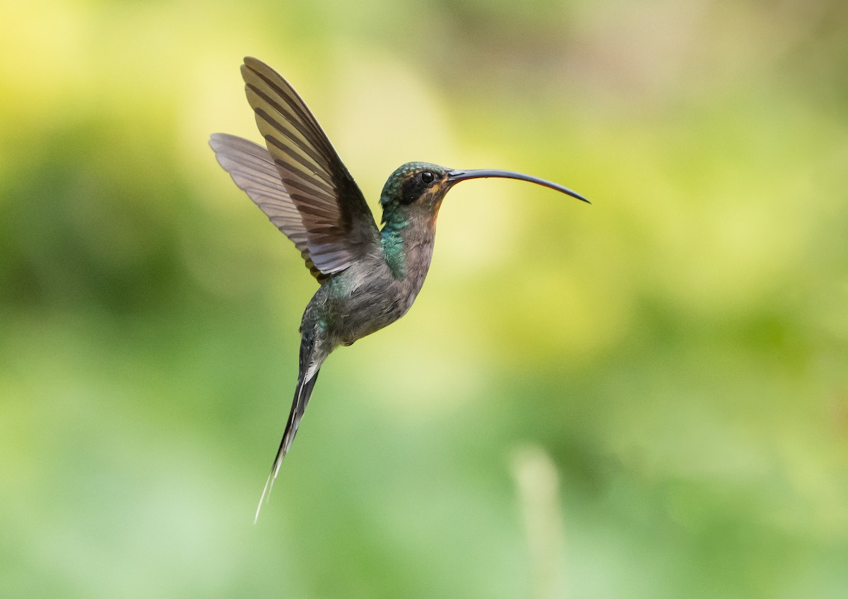 Green Hermit - ML642382088