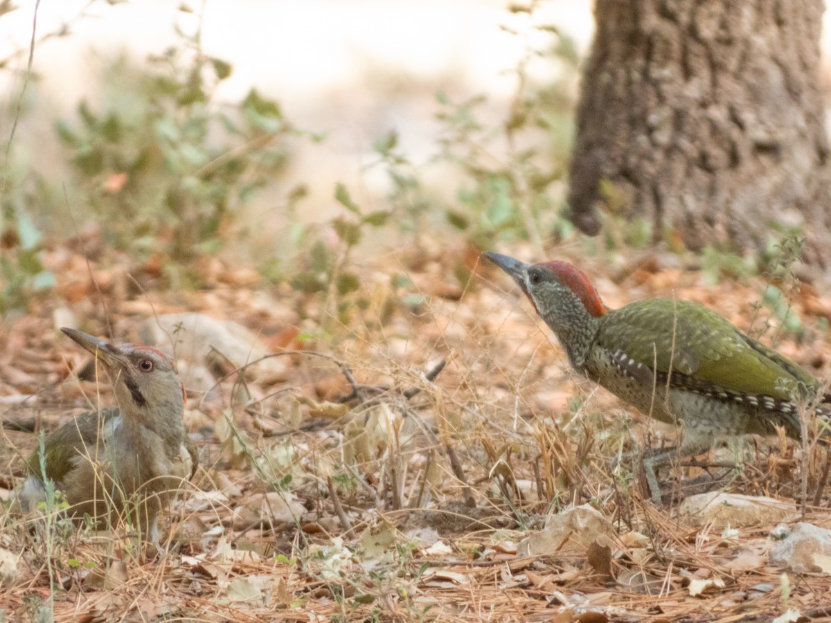 Iberian Green Woodpecker - ML642382095