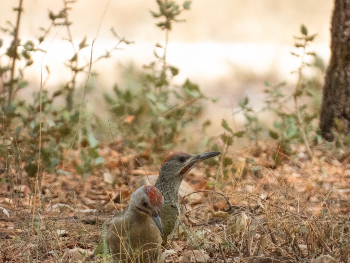 Iberian Green Woodpecker - ML642382096