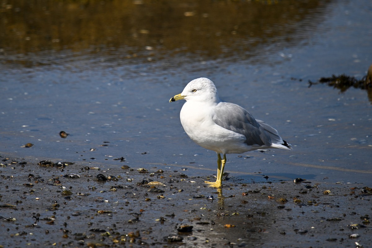 Gaviota de Delaware - ML642382116