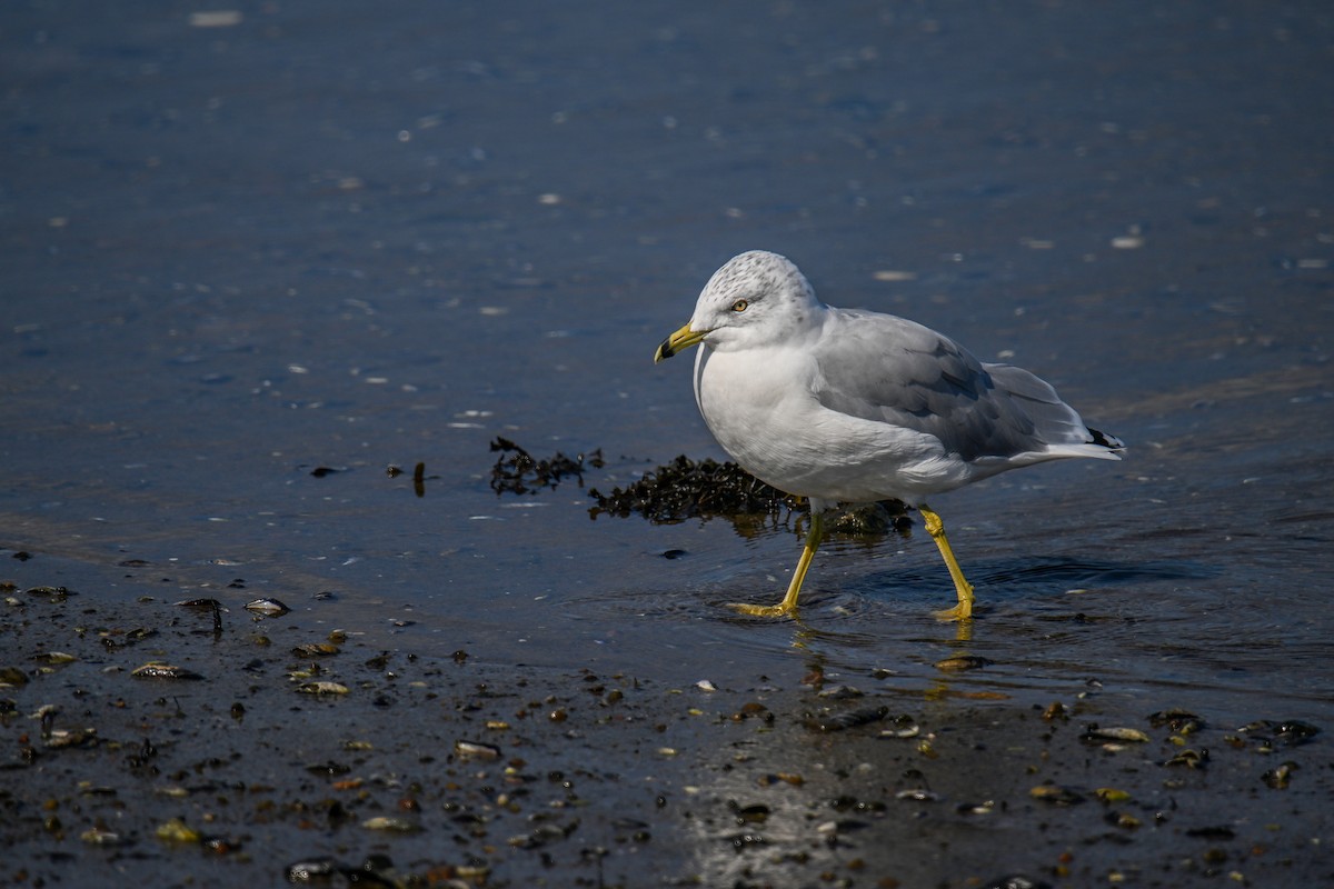 Gaviota de Delaware - ML642382117