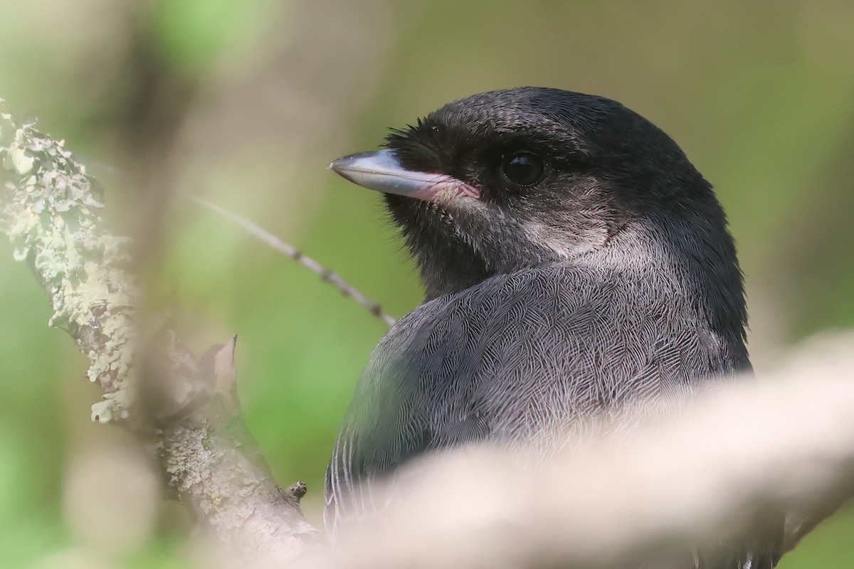 Arrendajo Canadiense (grupo canadensis) - ML642382126