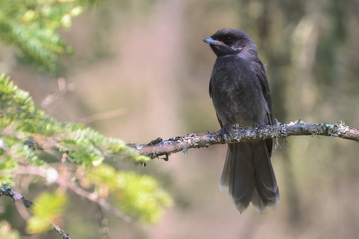 Arrendajo Canadiense (grupo canadensis) - ML642382127