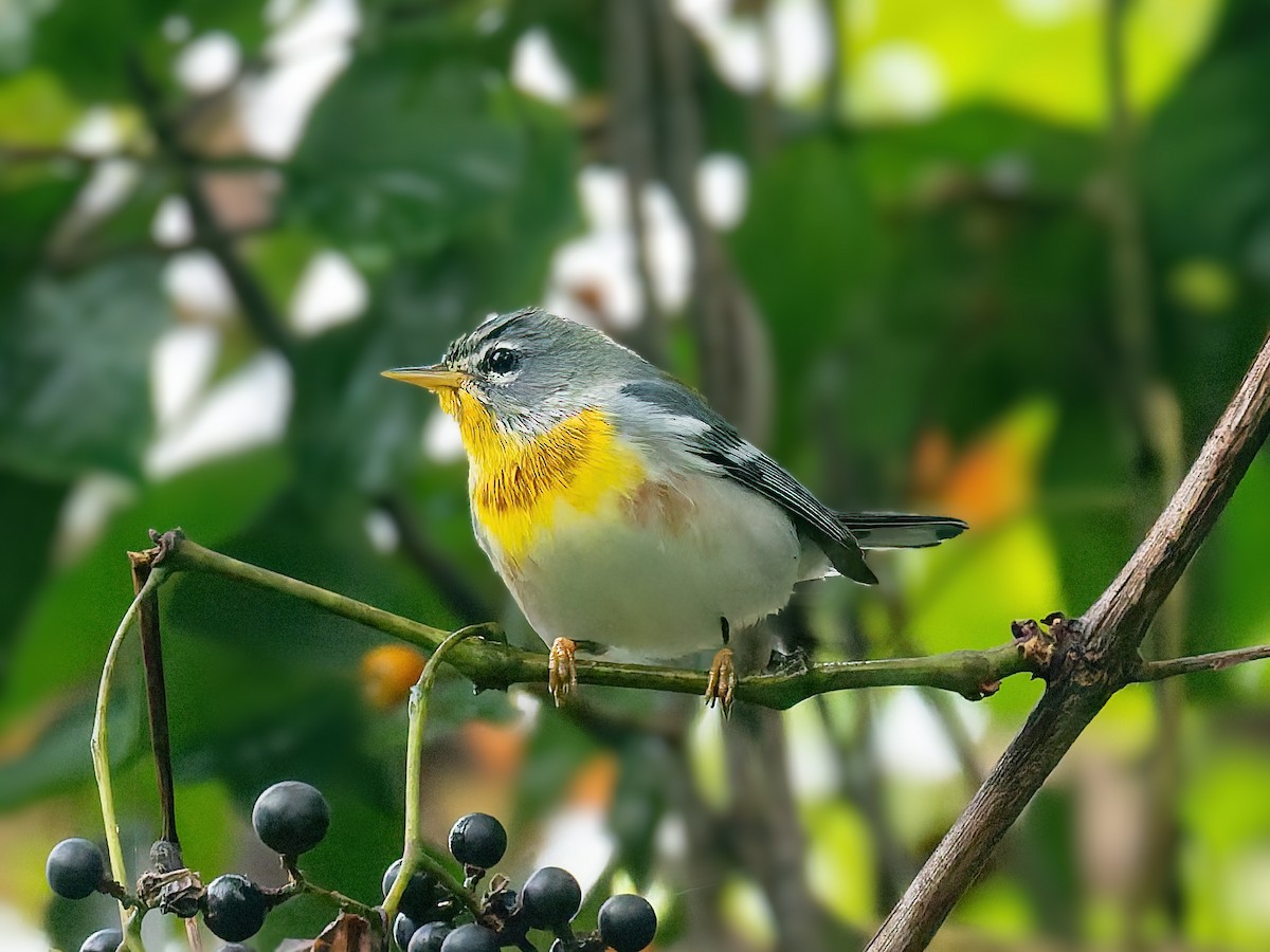 Parula Norteña - ML642382128