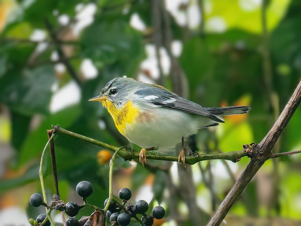 Parula Norteña - ML642382130