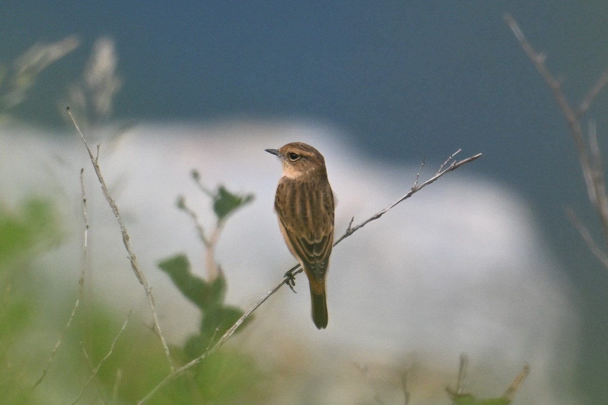Tarabilla del Amur - ML642382132