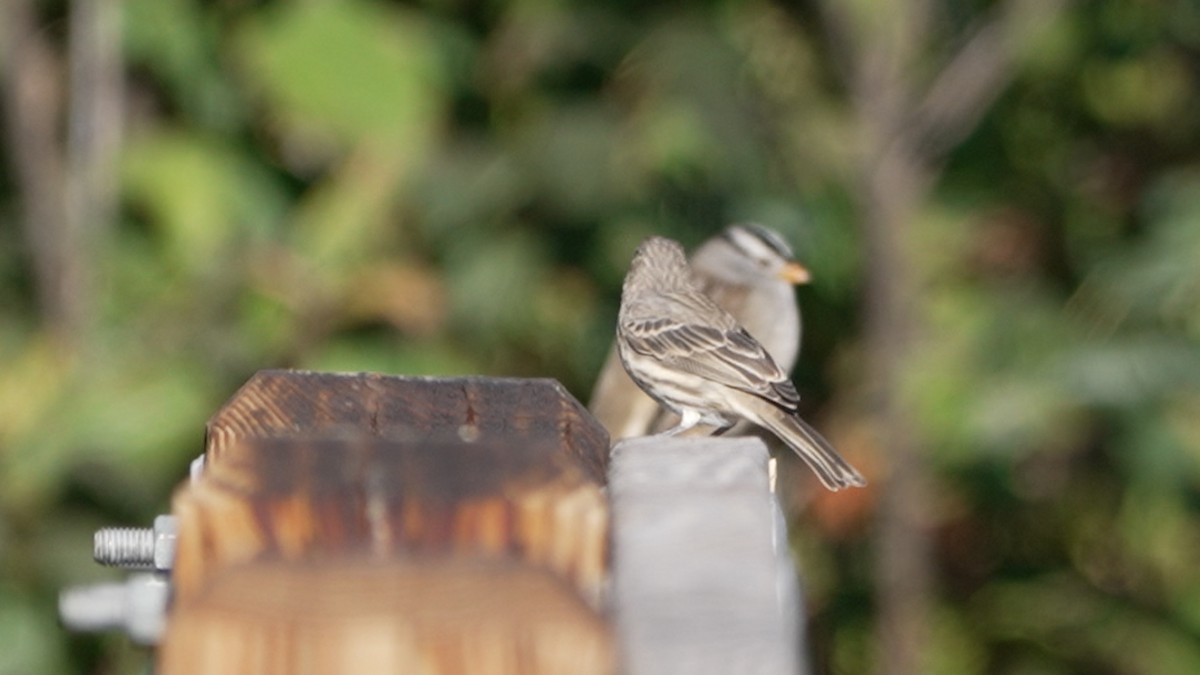 House Finch - ML642382146