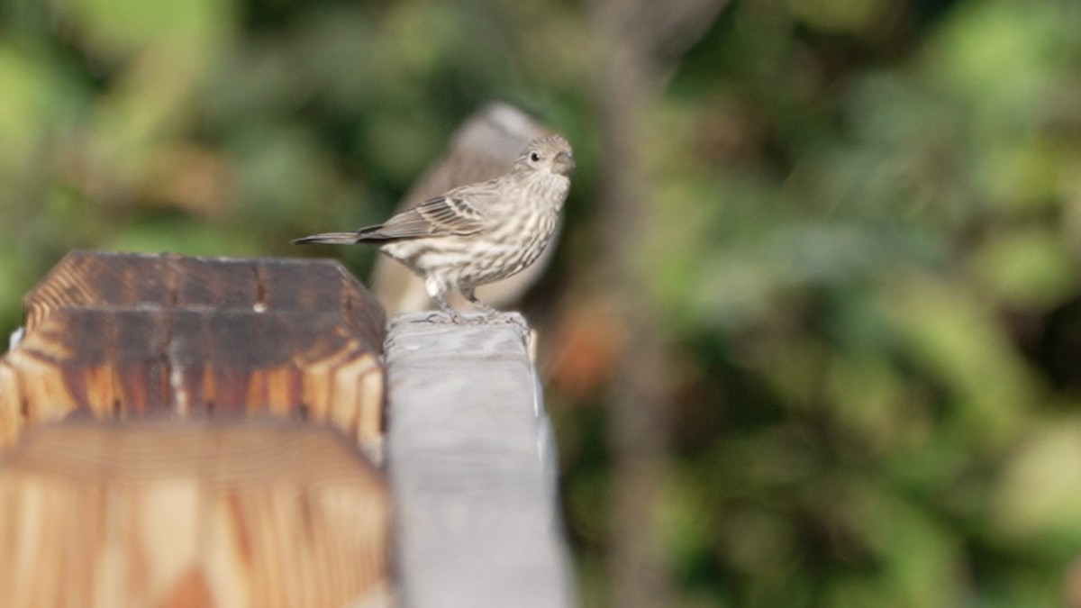 House Finch - ML642382147