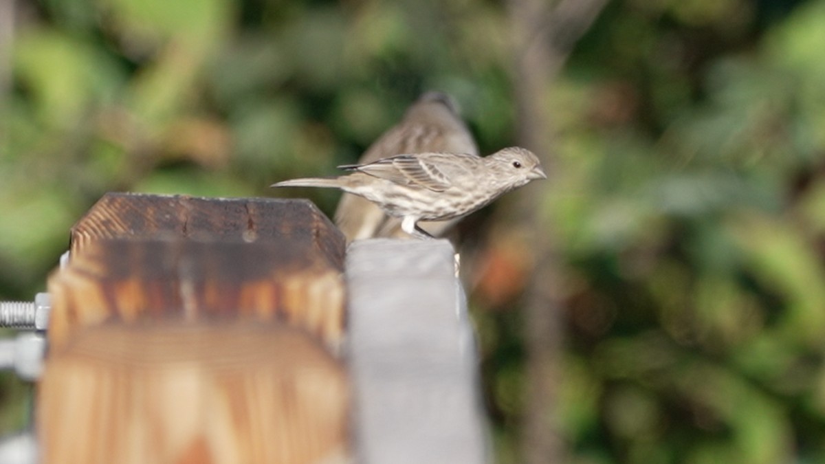 House Finch - ML642382148