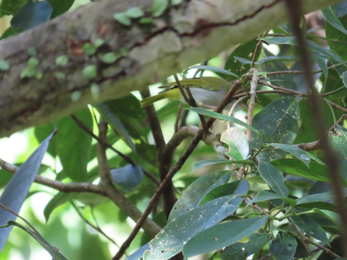 White-bellied Erpornis - ML642382150