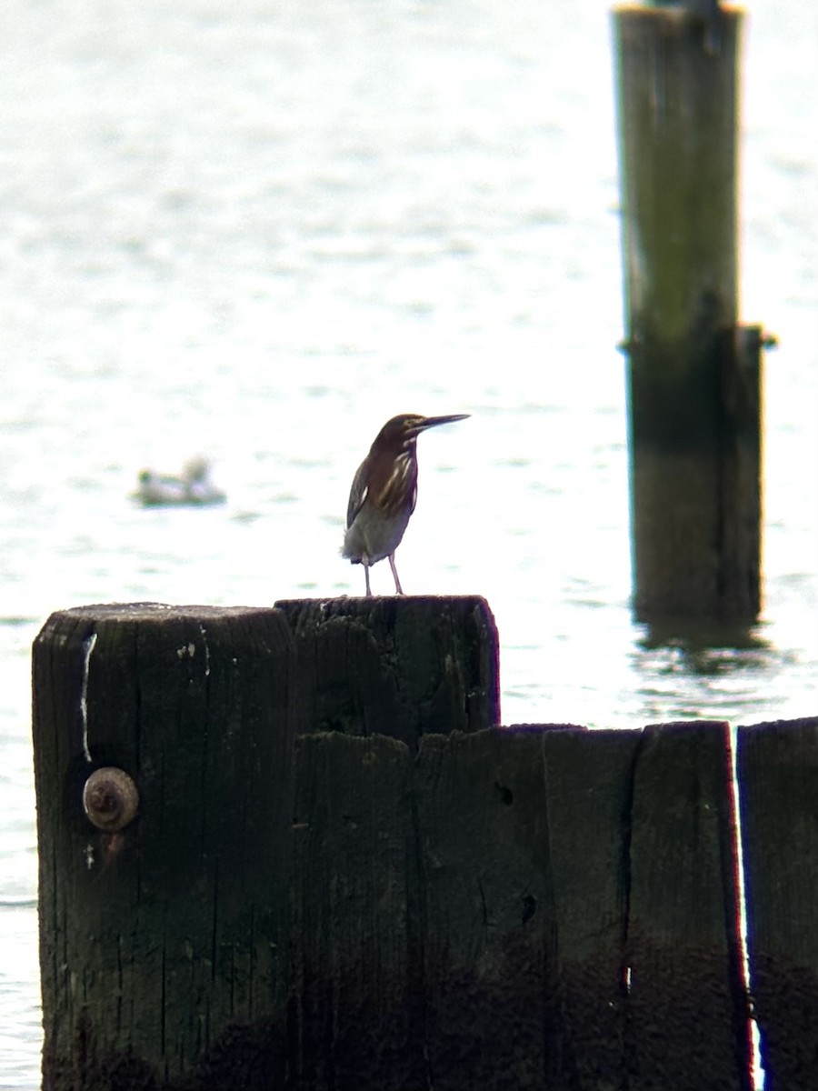 Green Heron - ML642382153