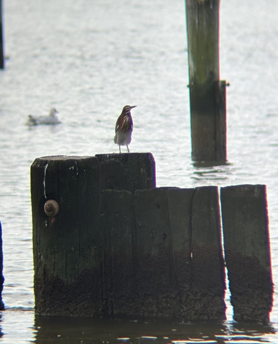 Green Heron - ML642382154