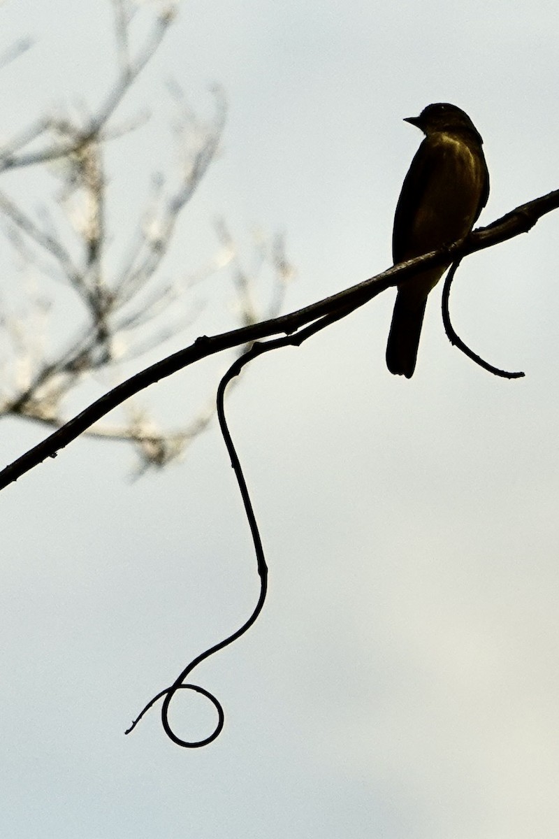 Dusky-chested Flycatcher - ML642382155