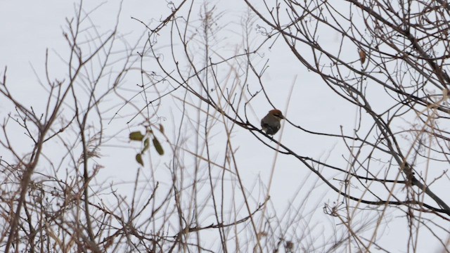 Bull-headed Shrike - ML642382167