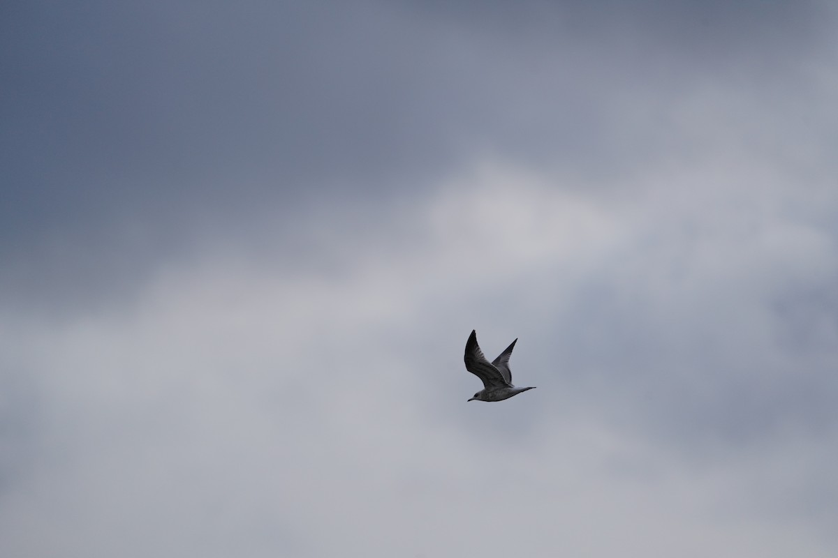 European Herring Gull - ML642382190