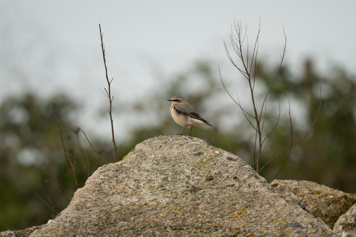 Northern Wheatear - ML642382203