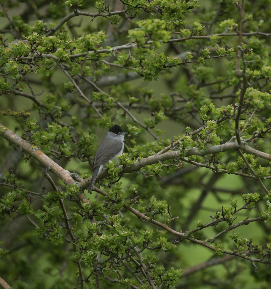 Eurasian Blackcap - ML642382209
