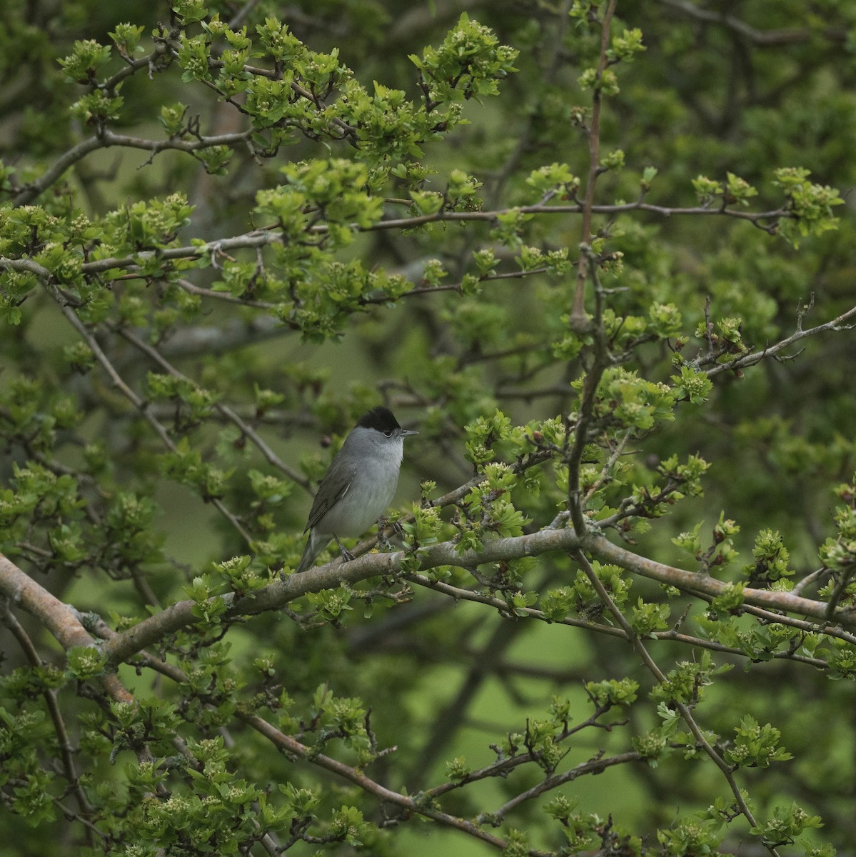 Eurasian Blackcap - ML642382210