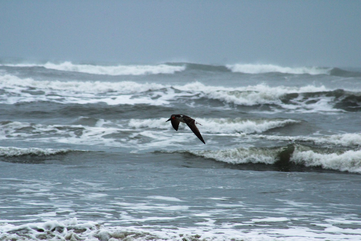 Black Skimmer - ML642382211