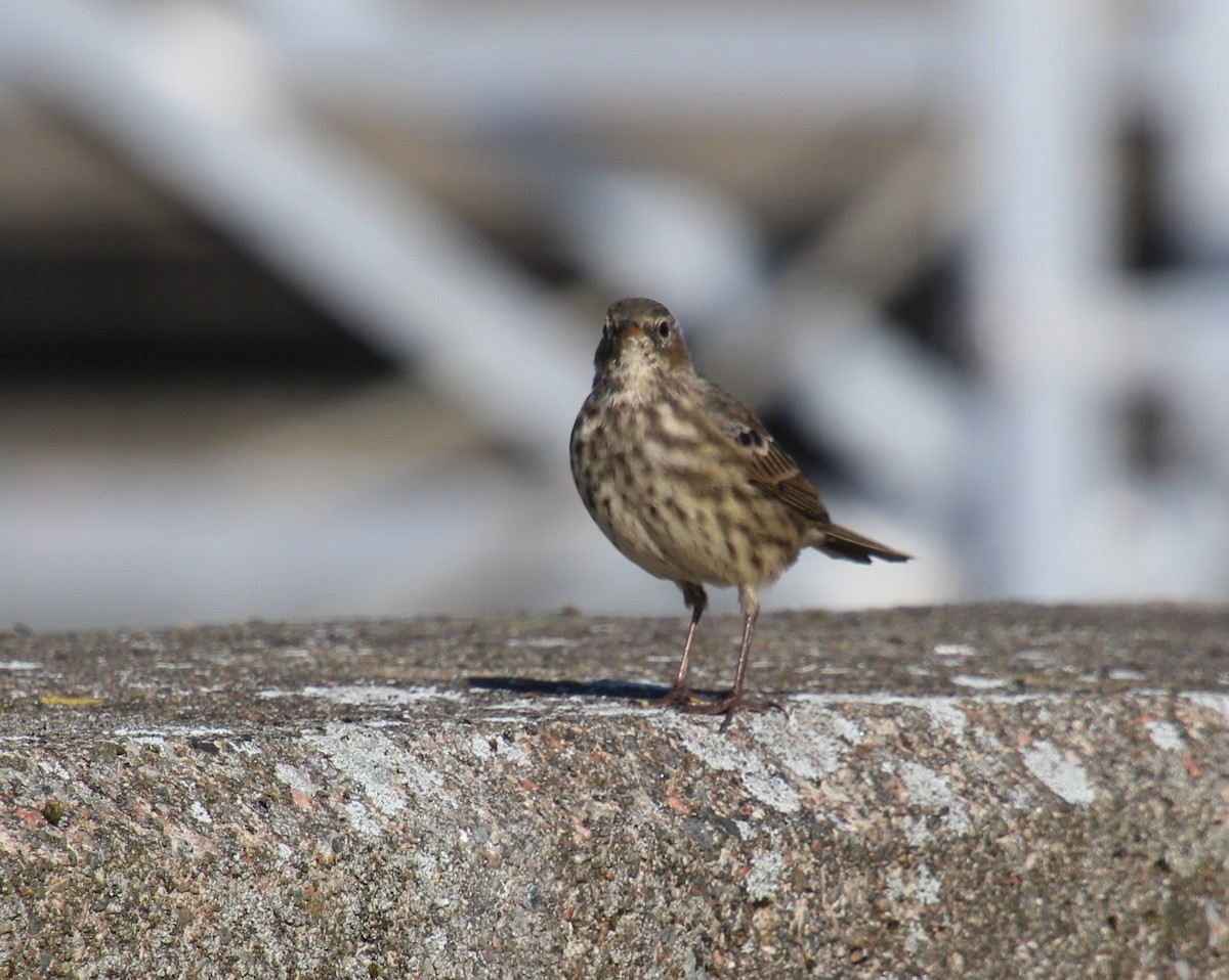 Rock Pipit - ML642382215