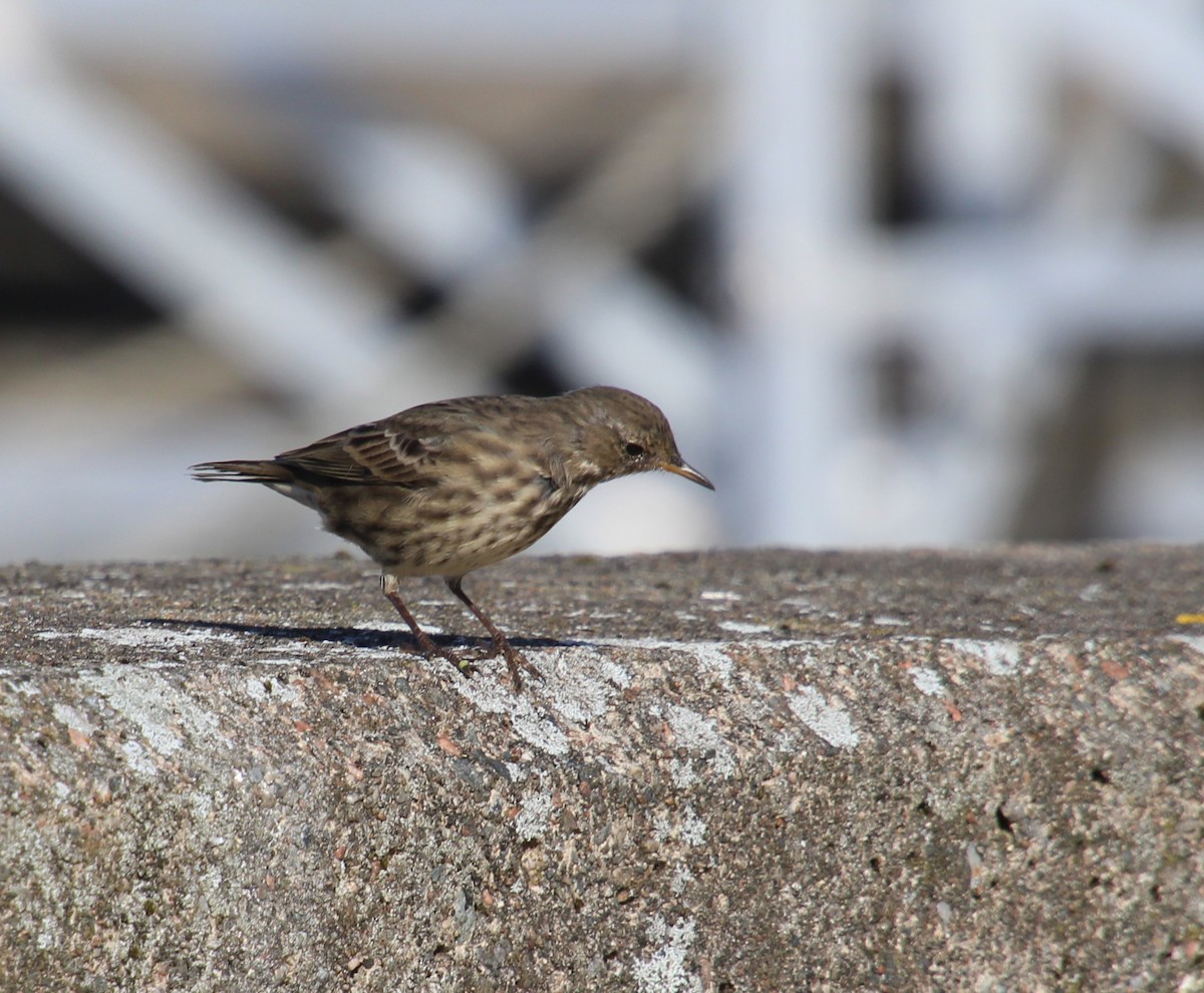 Rock Pipit - ML642382216
