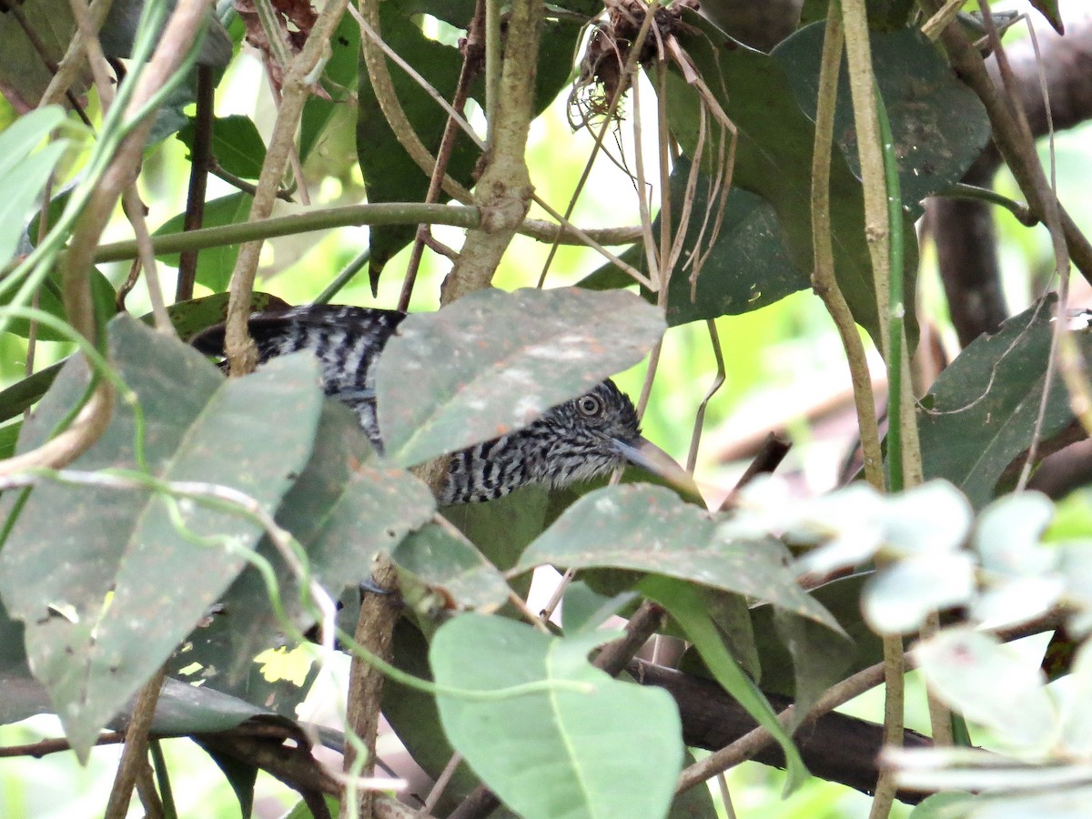 Barred Antshrike - ML642382230