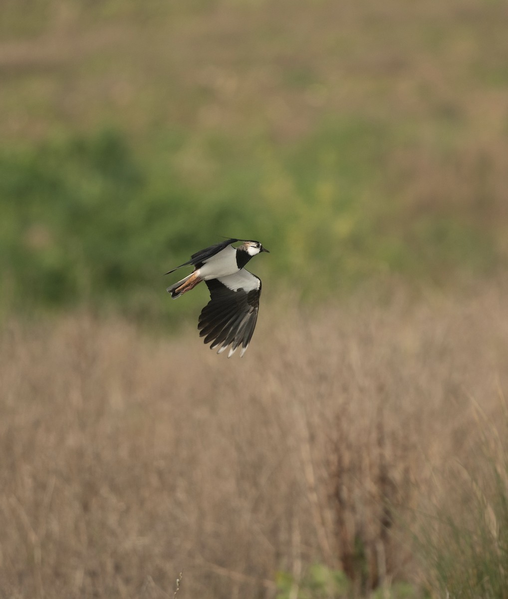 Northern Lapwing - ML642382251