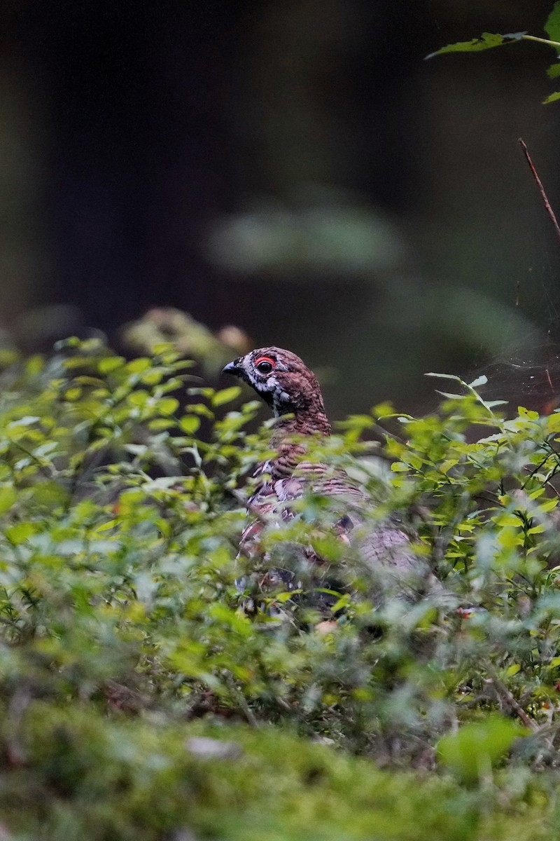 Hazel Grouse - ML642382260