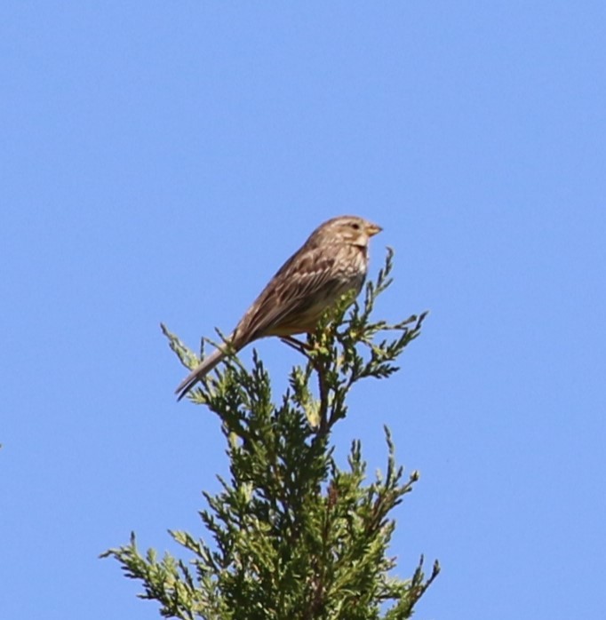Corn Bunting - ML642382266