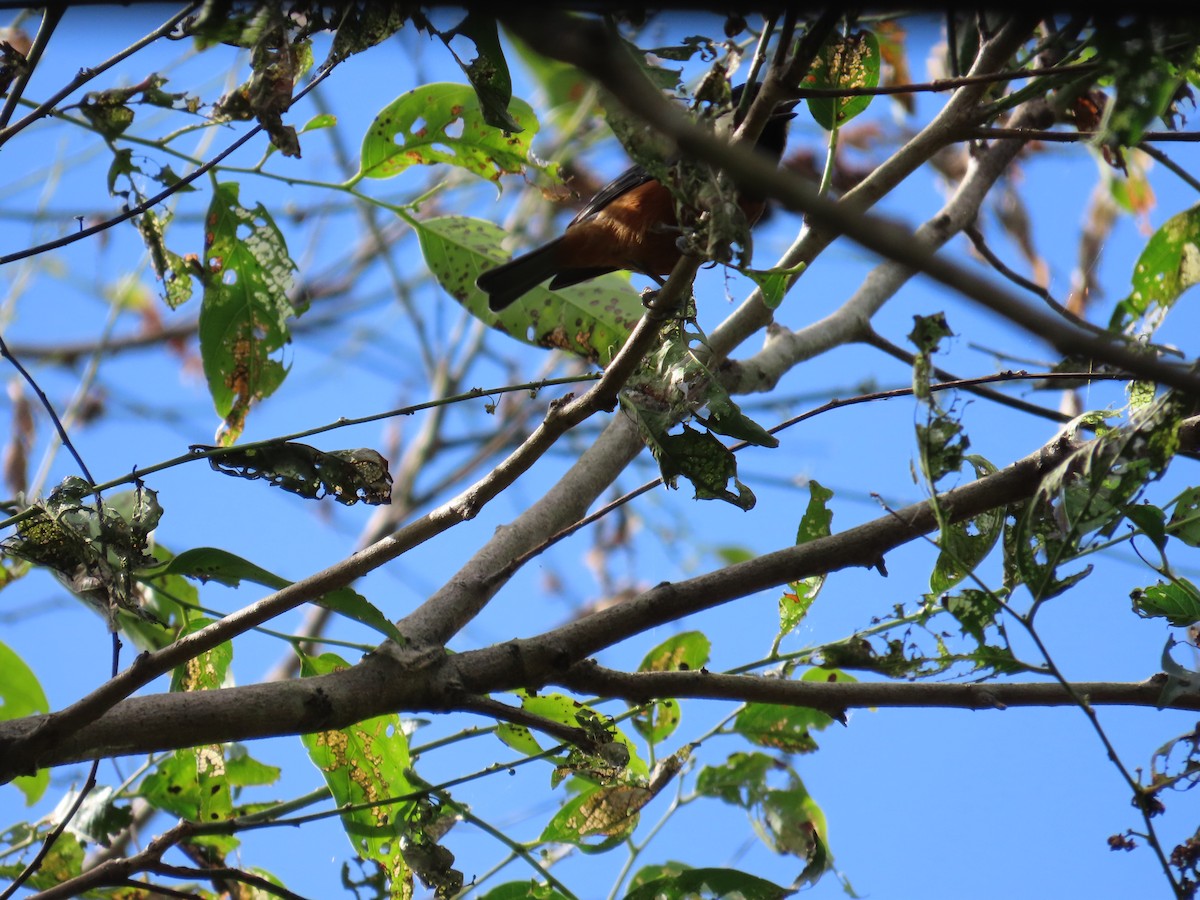 Chestnut-bellied Tit - ML642382269