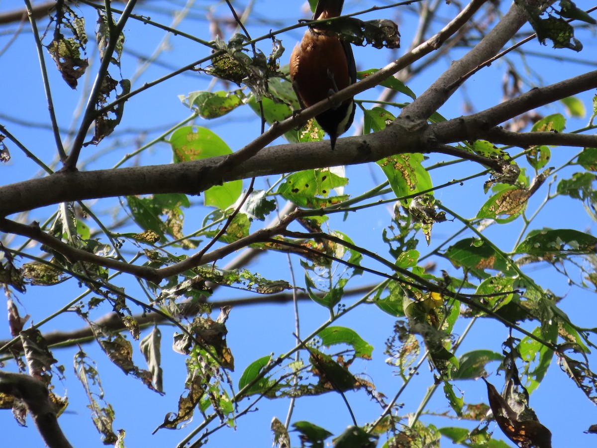 Chestnut-bellied Tit - ML642382270