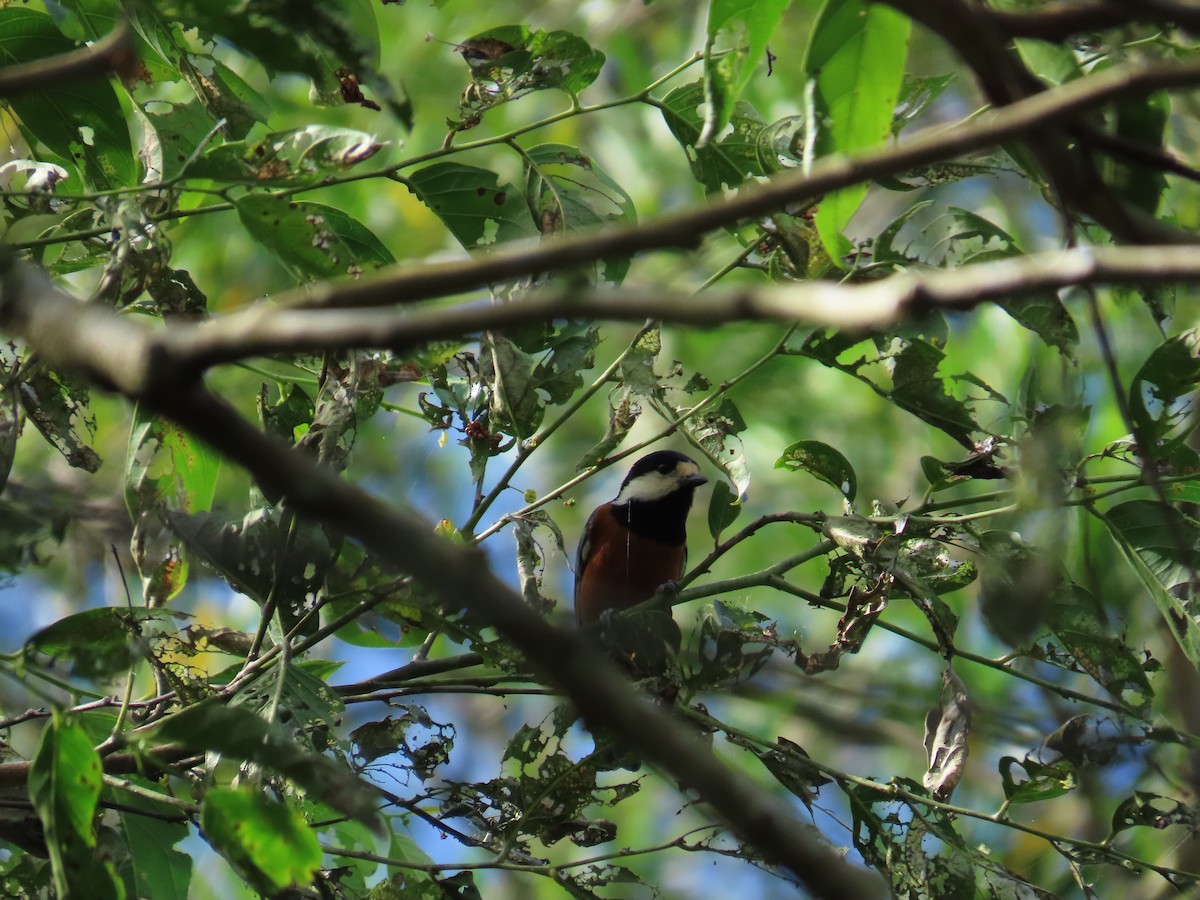 Chestnut-bellied Tit - ML642382272