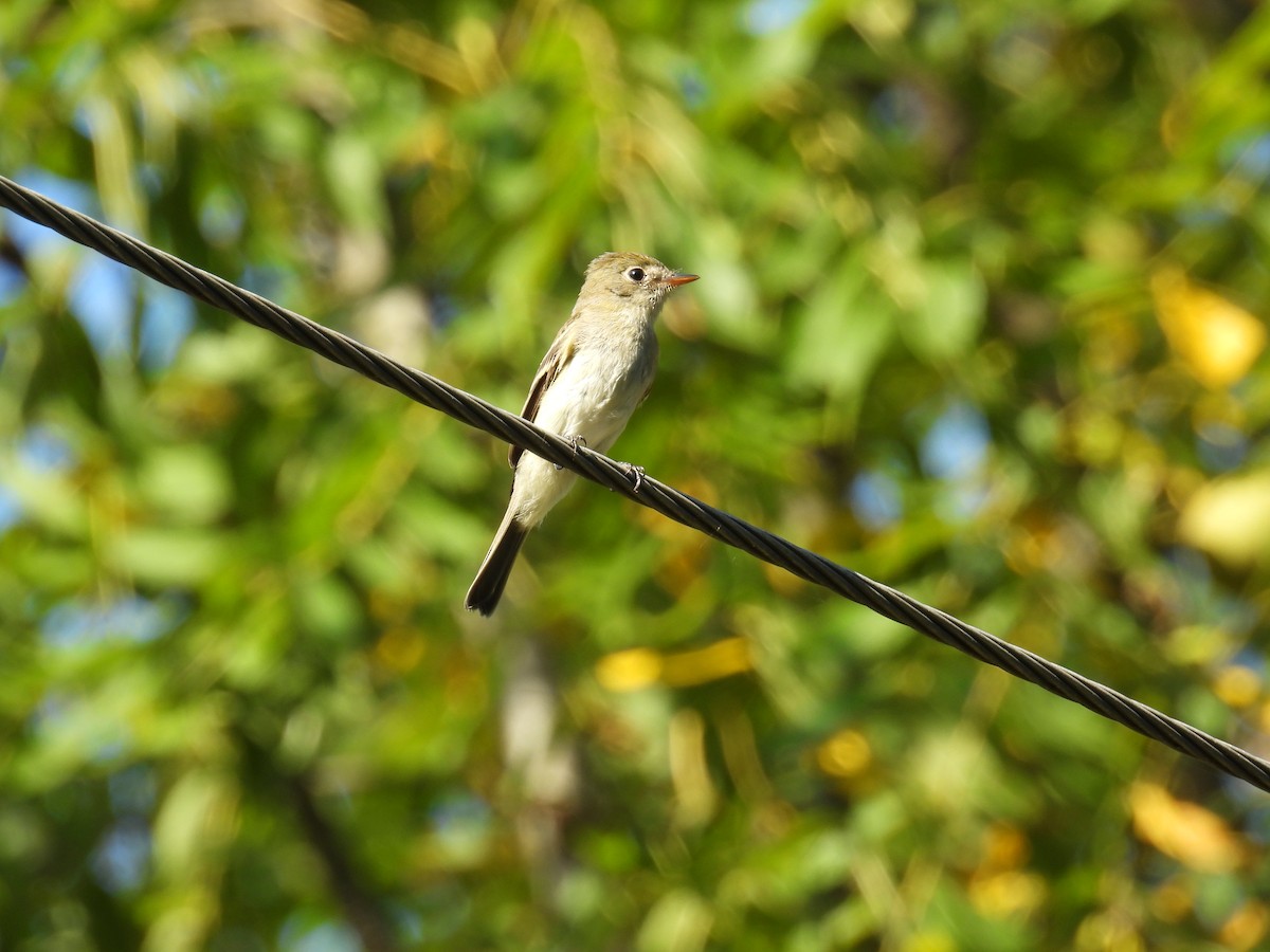 Eastern Wood-Pewee - ML642382274