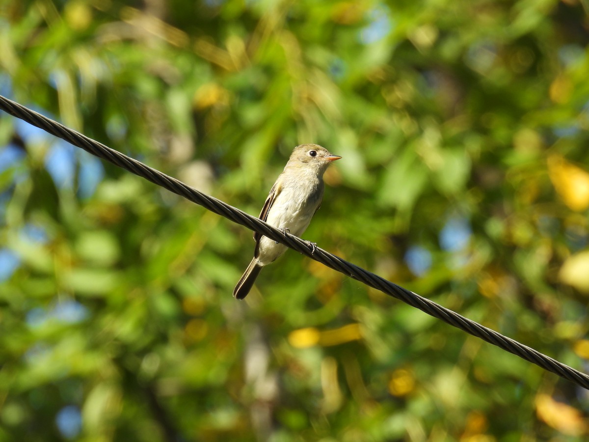 Eastern Wood-Pewee - ML642382275