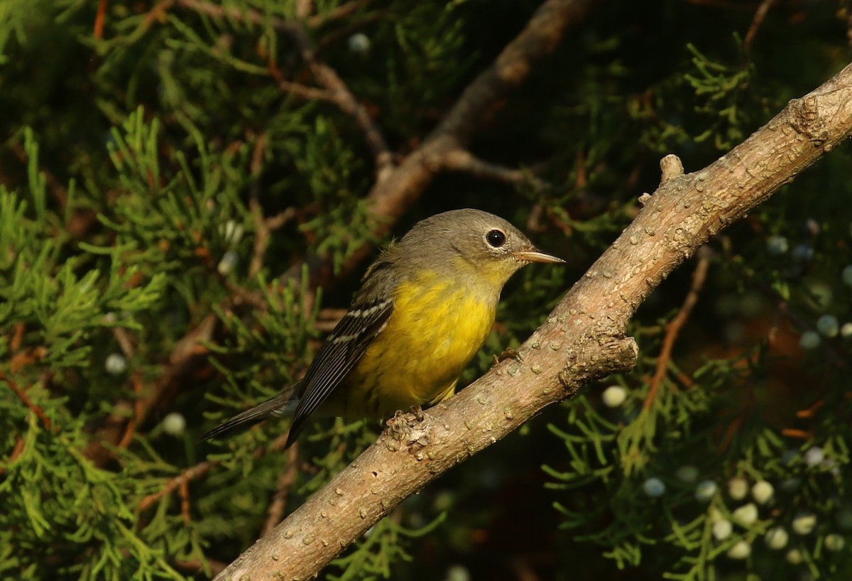 Magnolia Warbler - ML642382279