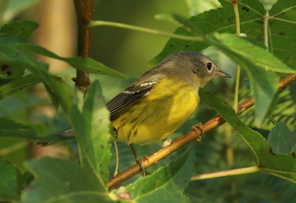 Magnolia Warbler - ML642382280
