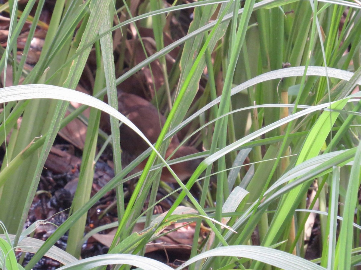 White-throated Crake - ML642382281
