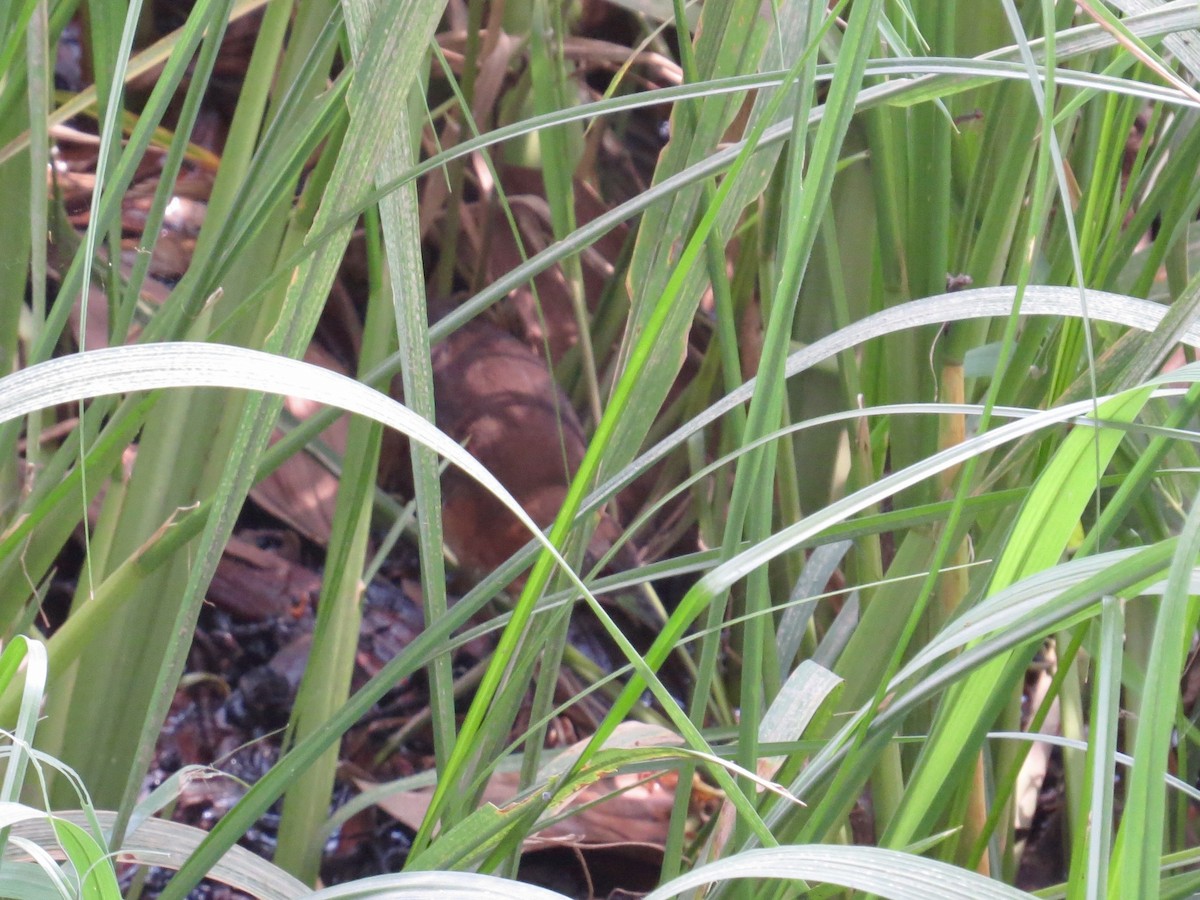 White-throated Crake - ML642382282
