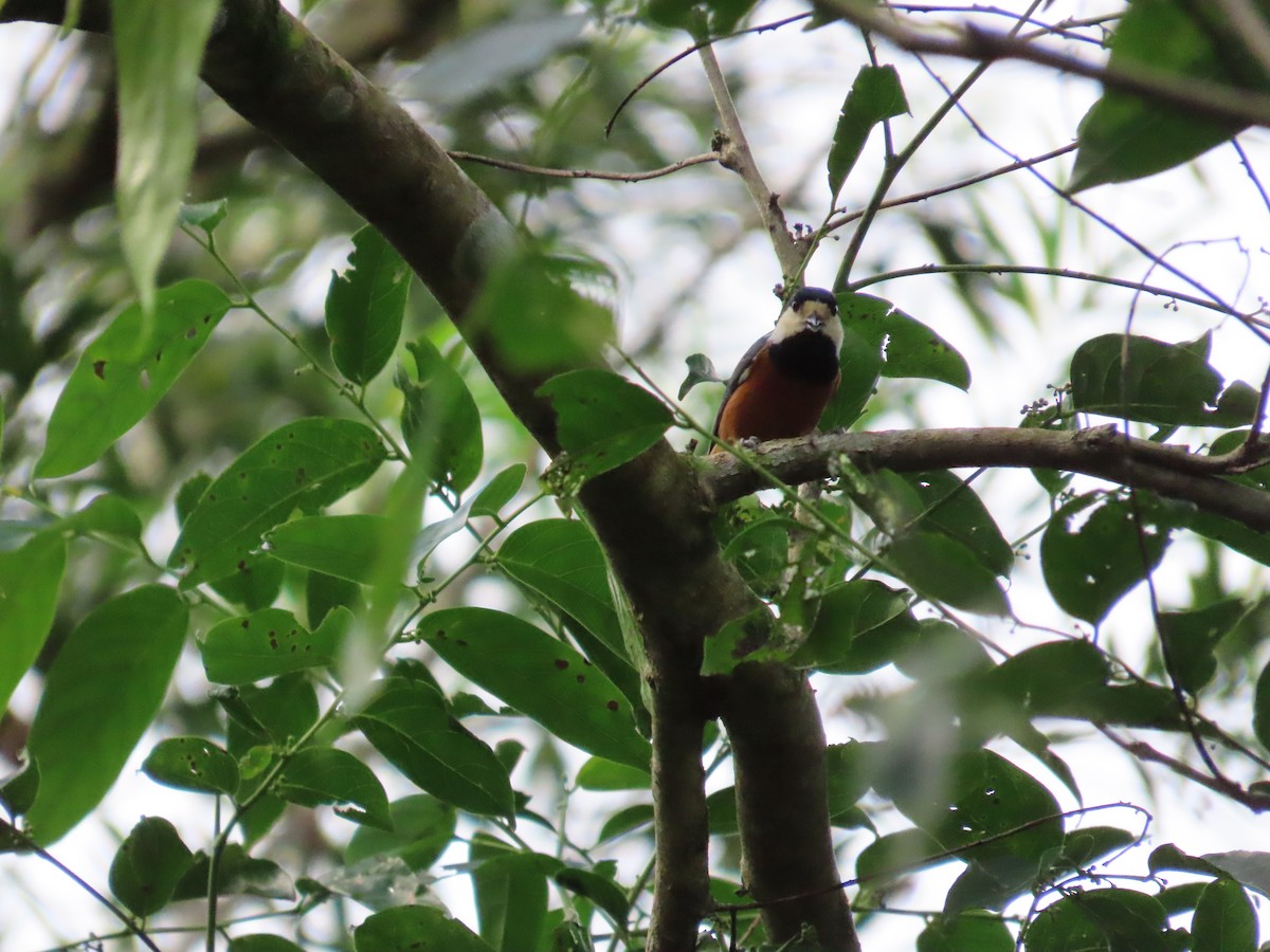 Chestnut-bellied Tit - ML642382283