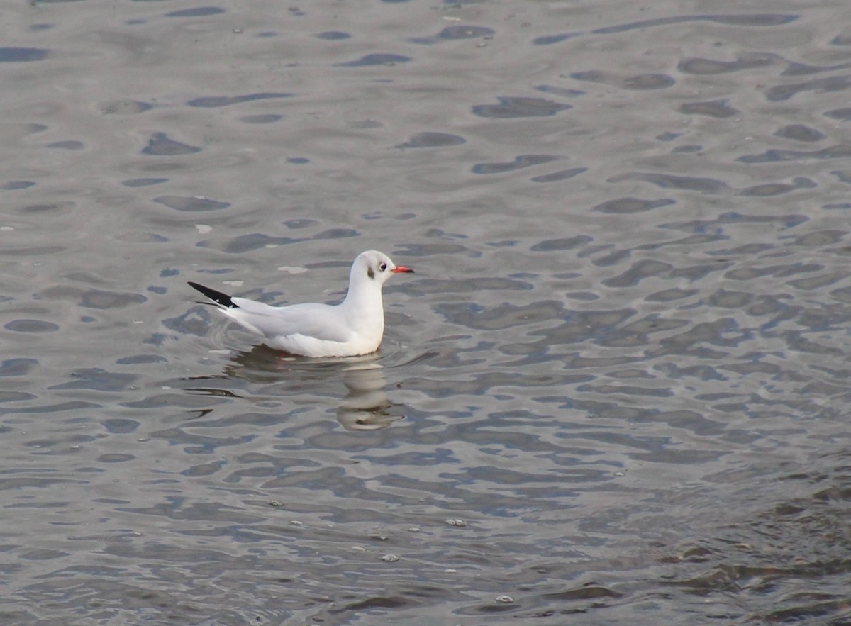 Black-headed Gull - ML642382284