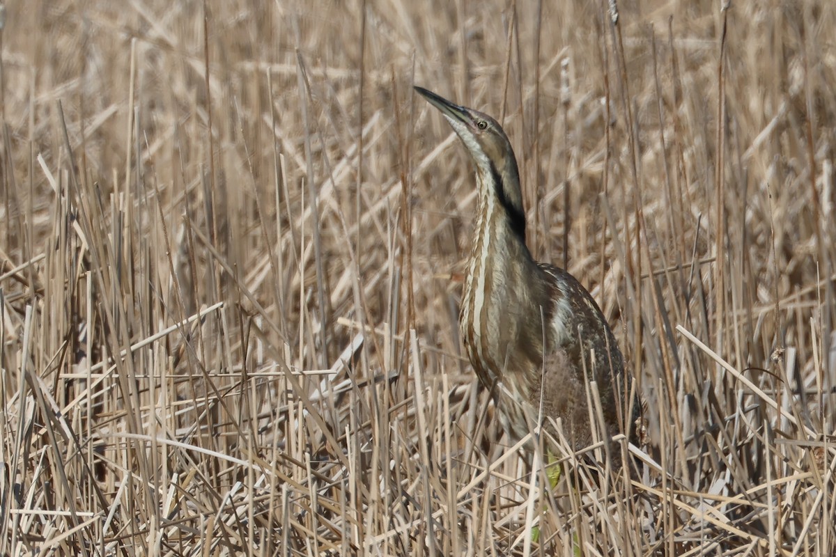 American Bittern - ML642382285