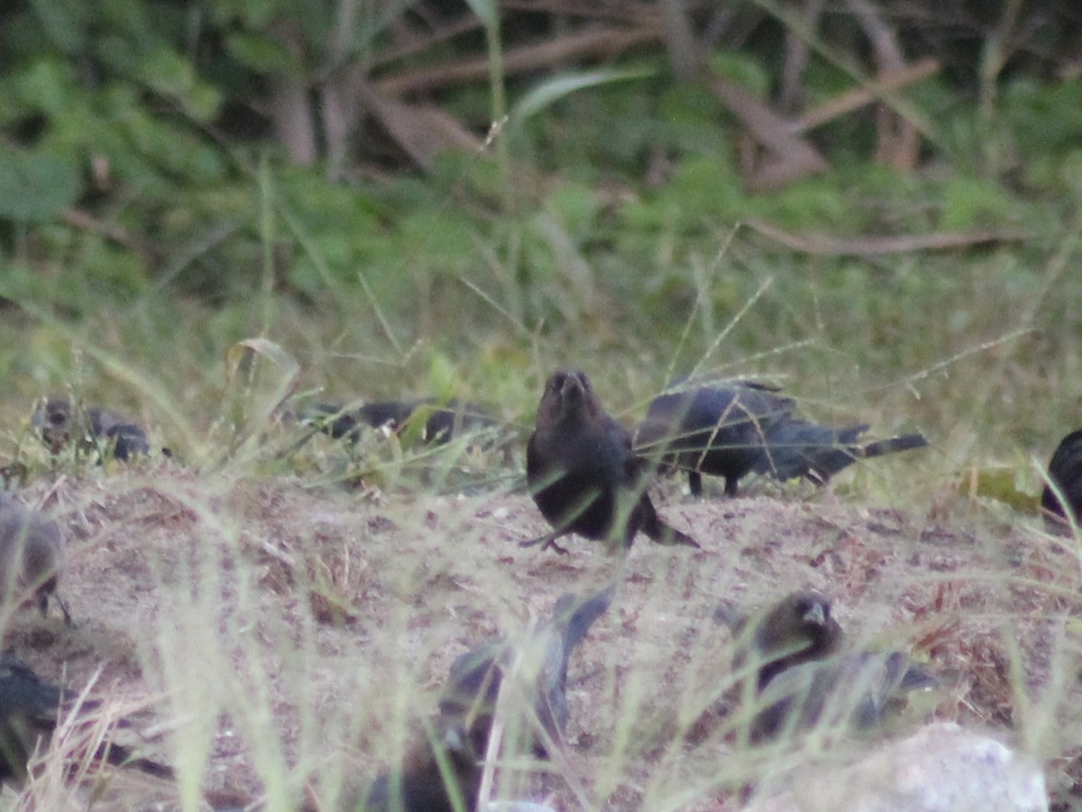 Brown-headed Cowbird - ML642382286