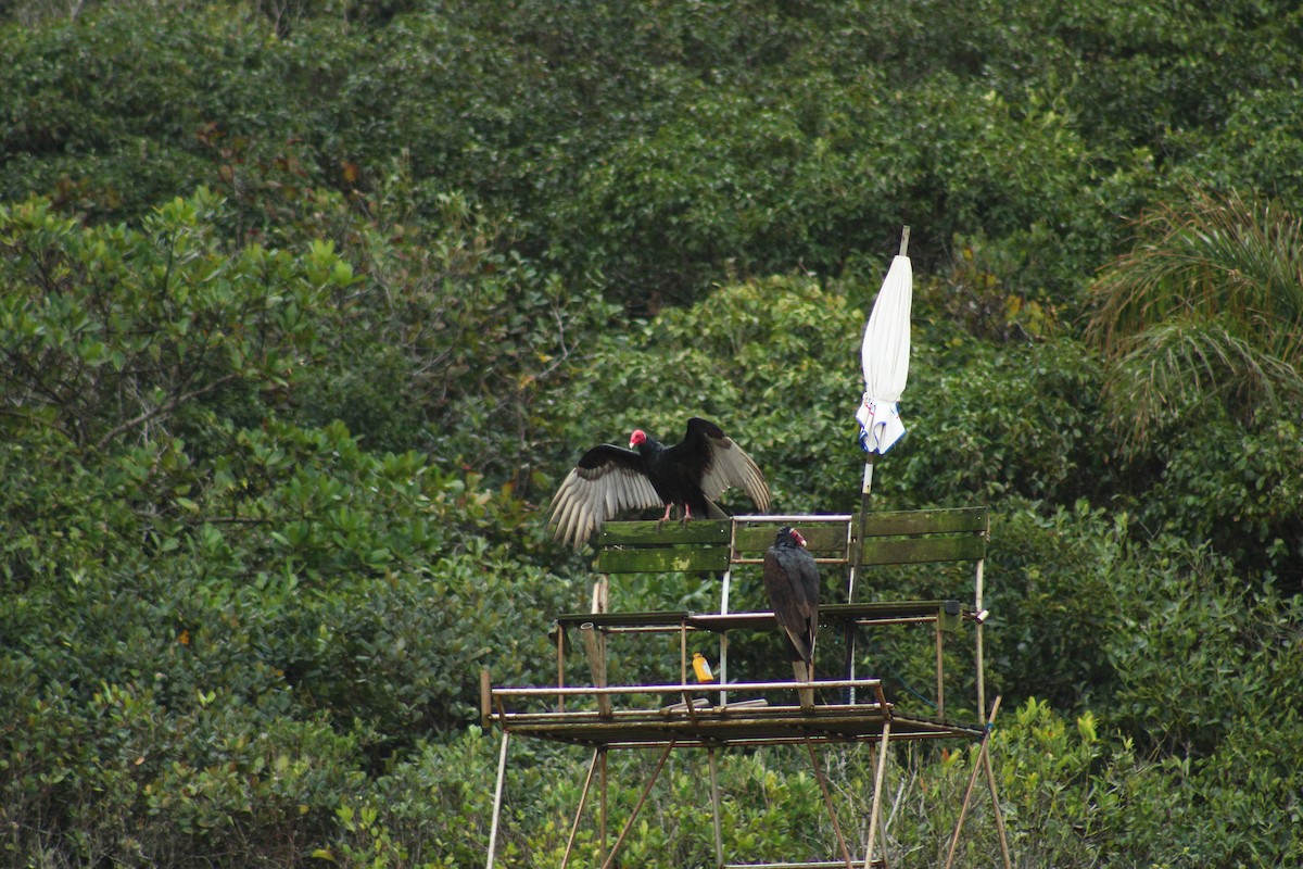 Turkey Vulture - ML642382287
